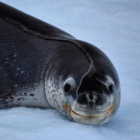 🔥 A seal who just woke up from a nap, its body melted the ice it was sleeping on causing this bed head 🔥