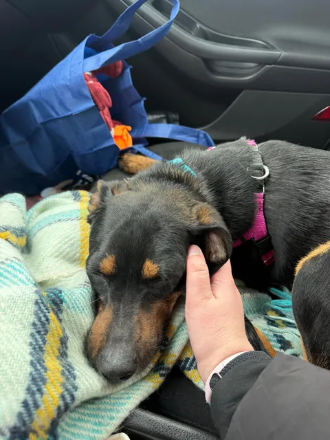 Took little Messiah for a field trip away from the shelter today