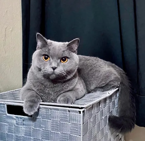 7 years ago, I wasn’t even a cat person. Then a gray fluffball hugged me and refused to let go. The rest is history.