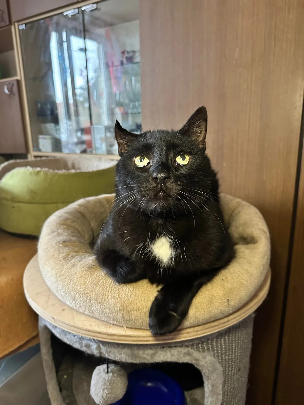 My Sundays are for volunteering at a cat hospice. I think I look forward to it even more than them