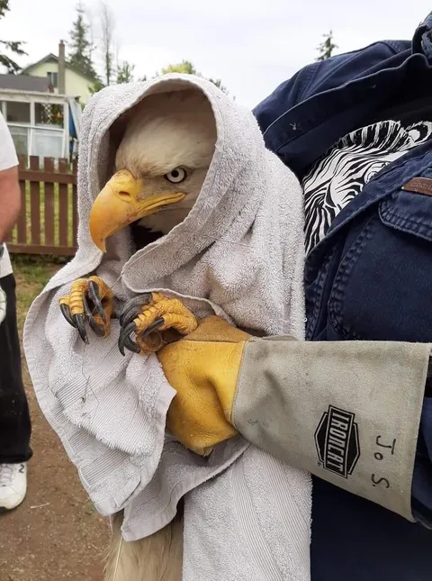 PsBattle: eagle wrapped in a towel