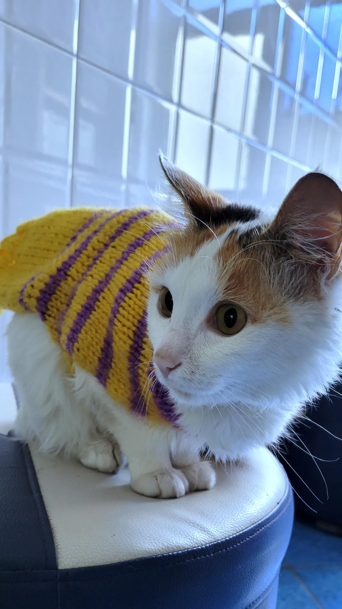 My mum was against adopting a cat. Now she knits her little cloaks...