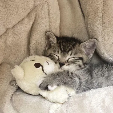 Cuddles and dreams with her favorite teddy ..
