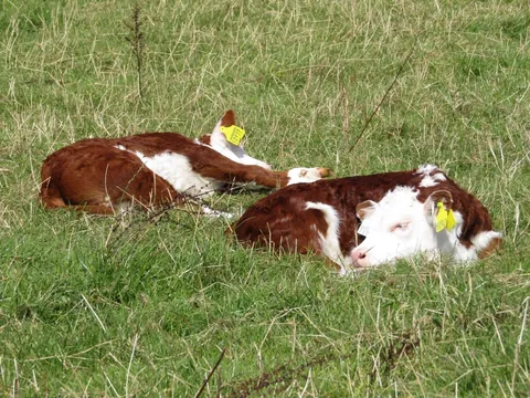 Some photos of Doug and Dean from the past few days. They’re never far apart.