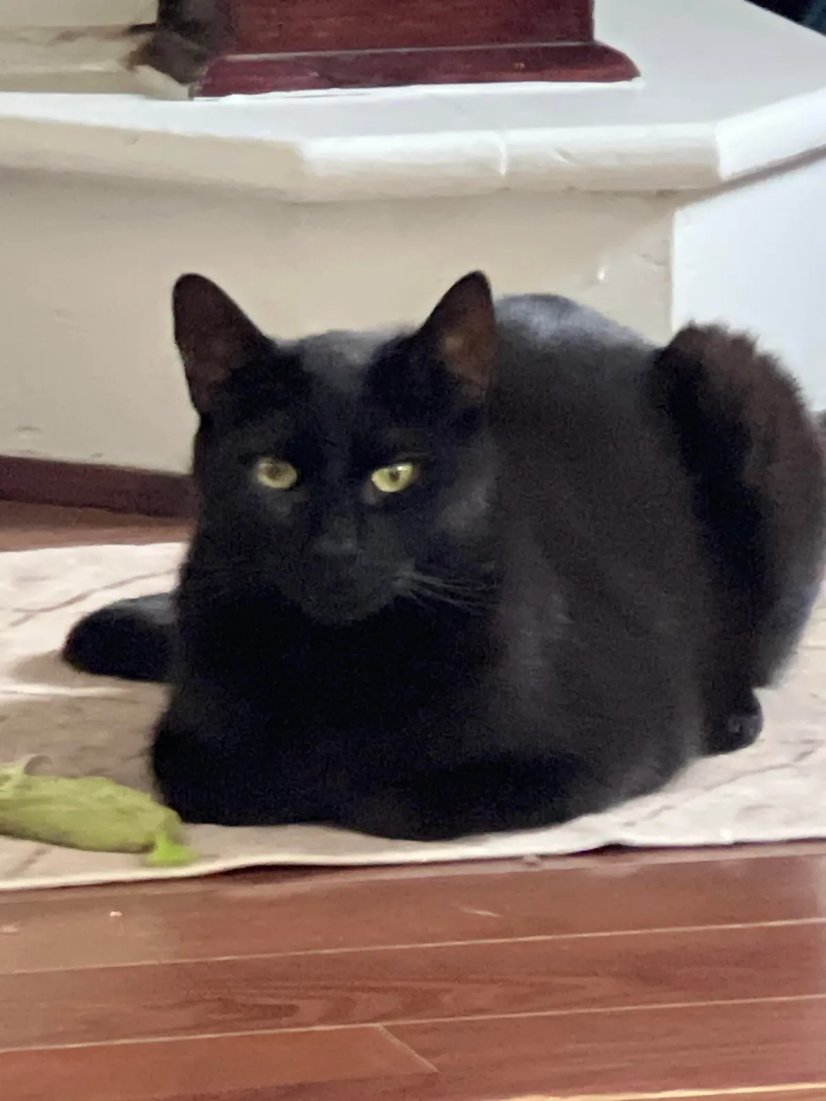 At only 4yo we had to say goodbye. You will always be the best, Bud.