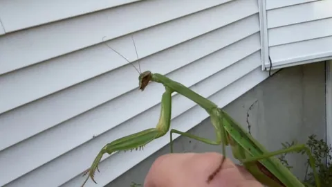 🔥Video of the gravid mantis from my earlier post. Enjoy!