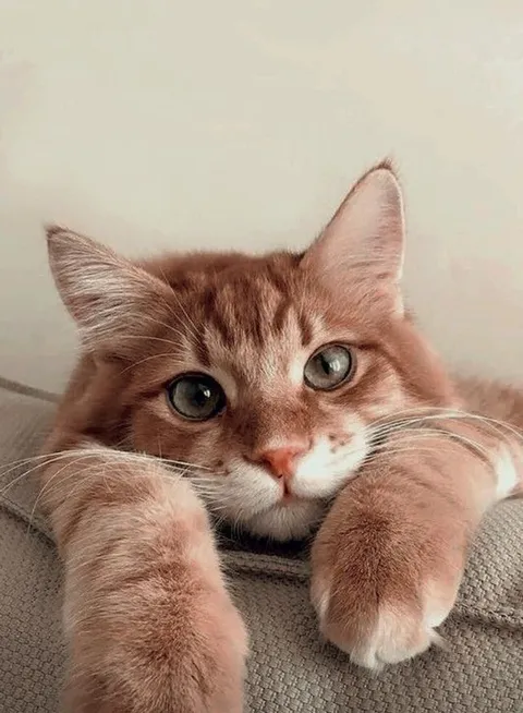 What is the most beautiful thing about a cat?