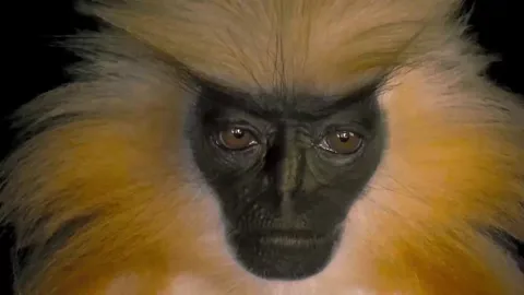 A rare close-up of the elusive Golden Langur, one of the only known species that actively avoids humans