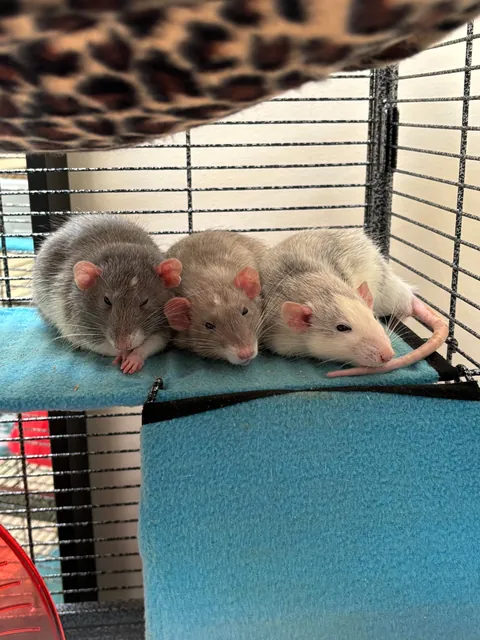 Meet the boys: Itchy, Scratchy, and Eddy