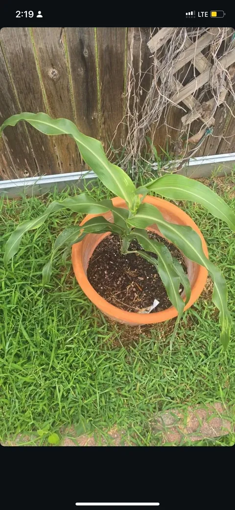 Help identifying weird sage plant?