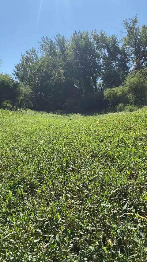 Lightning in the Medow