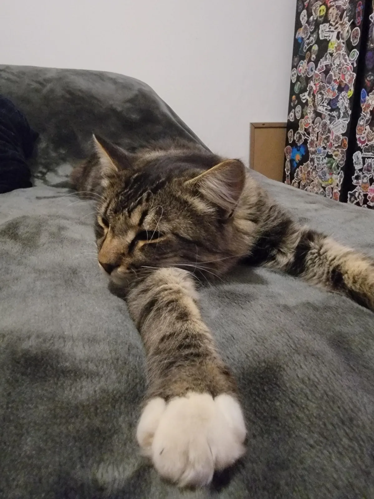 Hi everyone my name is soxx😍💕😸