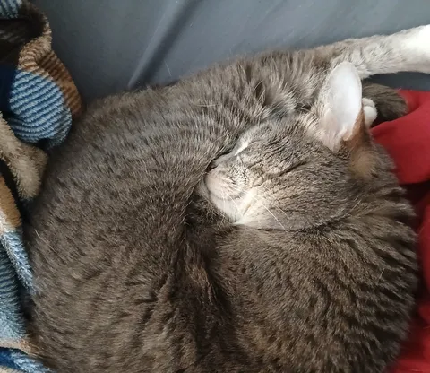 what do you call this sleeping pose in your house?