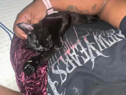 I’m laid up with pneumonia and my baby boy Shadow said I will not be alone 😍