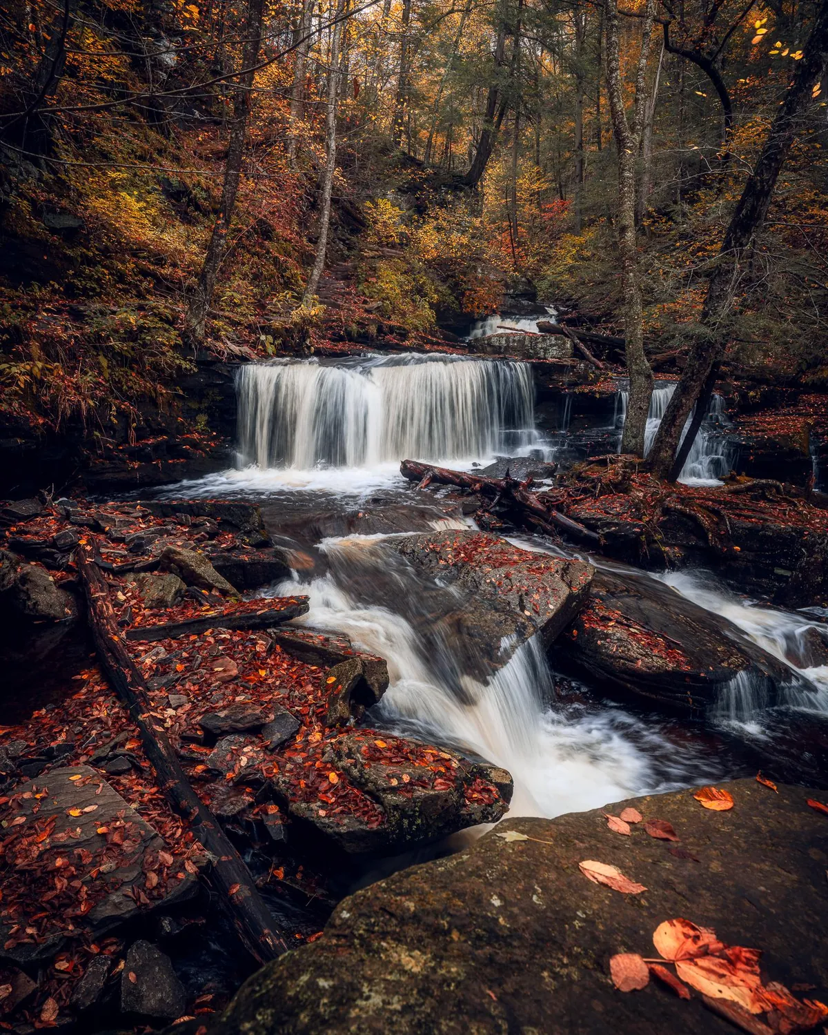 Cayuga Falls, Ricketts Glen State Park, PA [1536x1920] [OC]