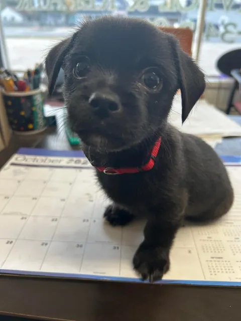 My dad just got a new puppy after his dog of 14 years died last year, and it’s just too much cuteness for me to bear 