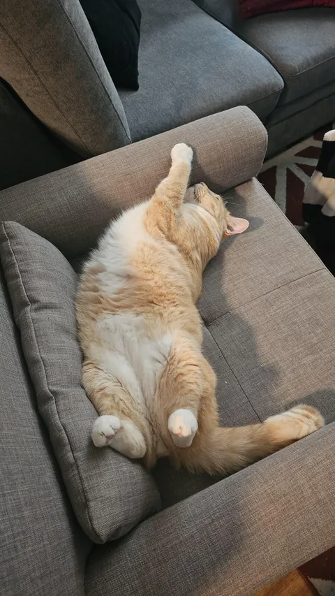 Are my cats ...okay? be honest