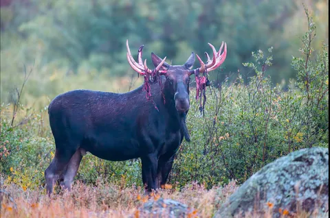 [OC] A colorado bull moose shedding the velvet from its antlers.