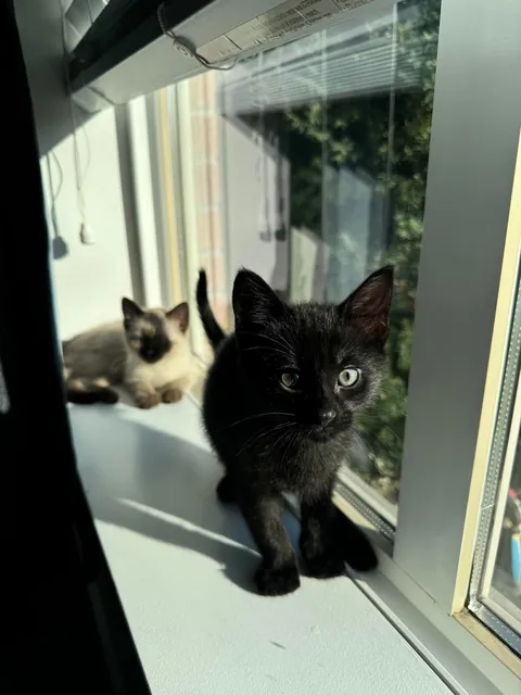 My husband spotted a box stuck under a truck driving through a parking lot in Burnaby, BC. He flagged the driver down and helped get the box unstuck. When he opened it, he found three tiny babies inside!