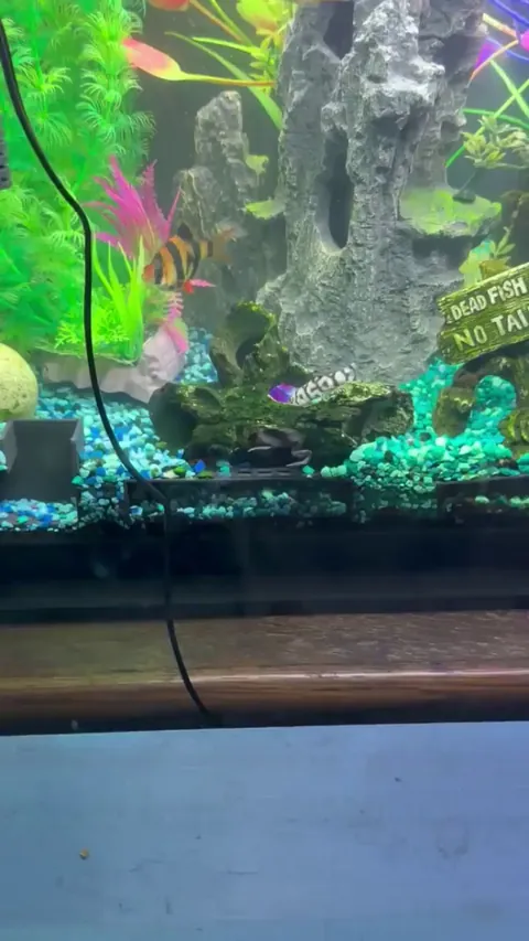 Spent $50 on live shrimp for fish tank (20 total), waited a week to get them, then had the horror of watching as my frog and some other fish hunt them all down and eat them (I didn't know they would eat them!)