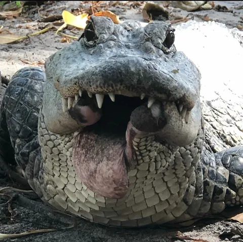 Alligator got half his jaw bitten off in fight. Yes that's his tongue.
