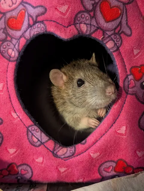 Reaction to new beds I made