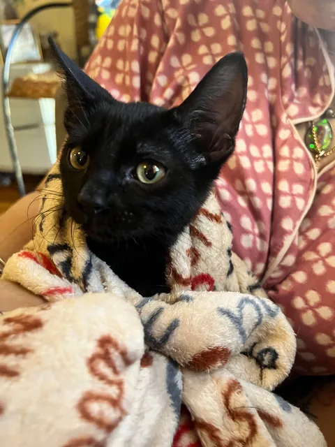 This little lady walked into my house today!