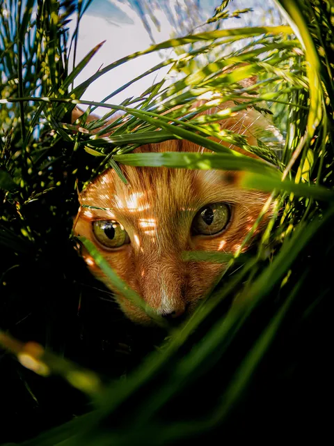 My kitty hunting me in the grass