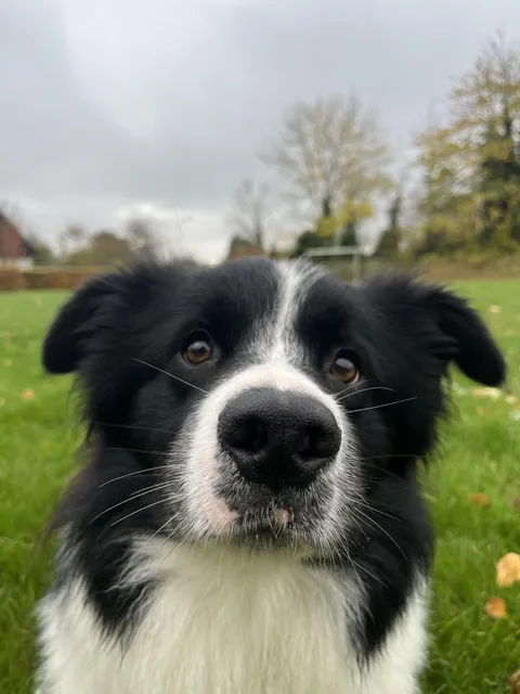 Cosmo with the intense ball focus
