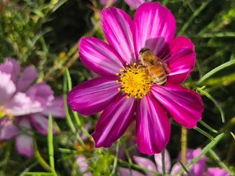 Late summer in the garden