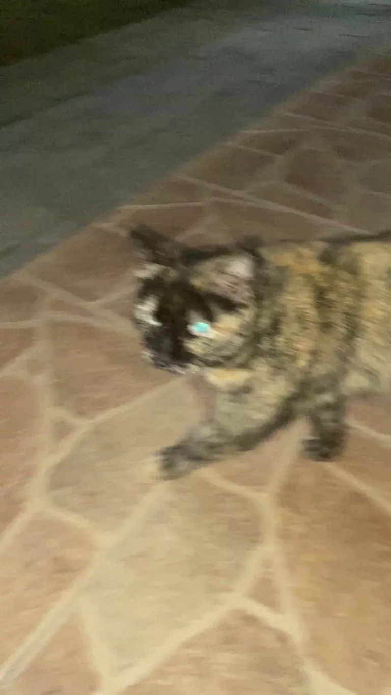 This tortie lives around my neighborhood. She’s feral and won’t let me come close. But we have food bowls for her, and she always comes ❤️