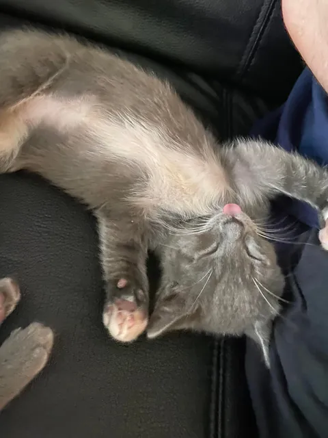 My derpy little sleeper
