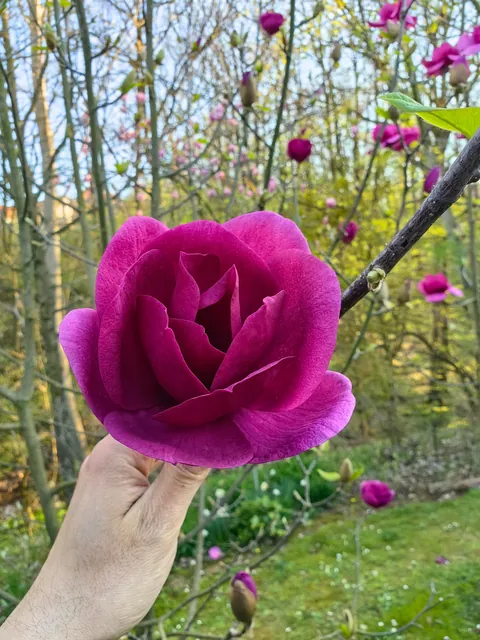 Magnolias i my garden in Serbia