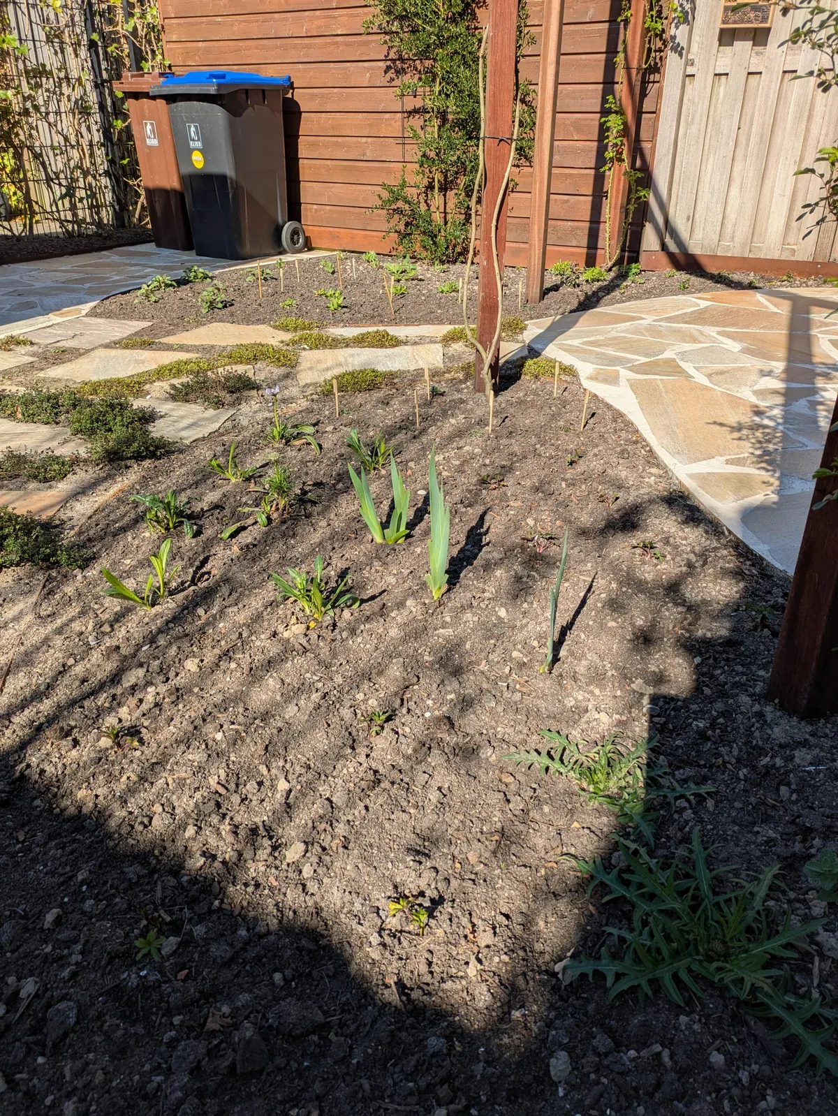 The first season of my flower garden