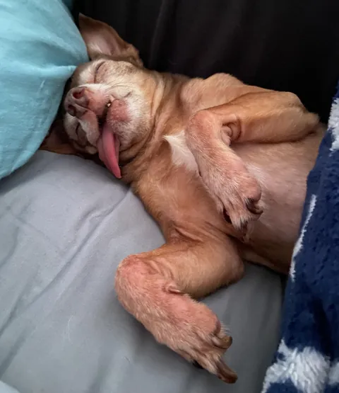 Woke up to this derp (those are his only two teeth)