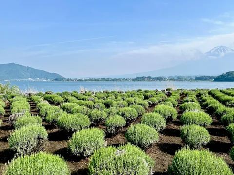 7 days in Fuji, Japanese Alps &amp; Kanazawa with Kids