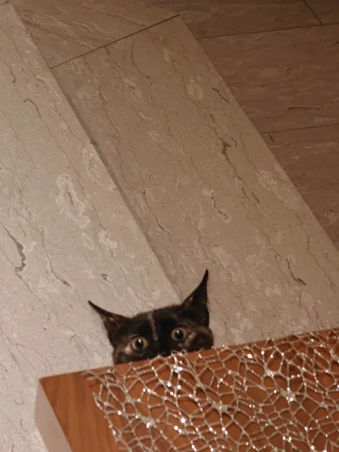 Luna's funny expressions (funniest one at the end) 😺