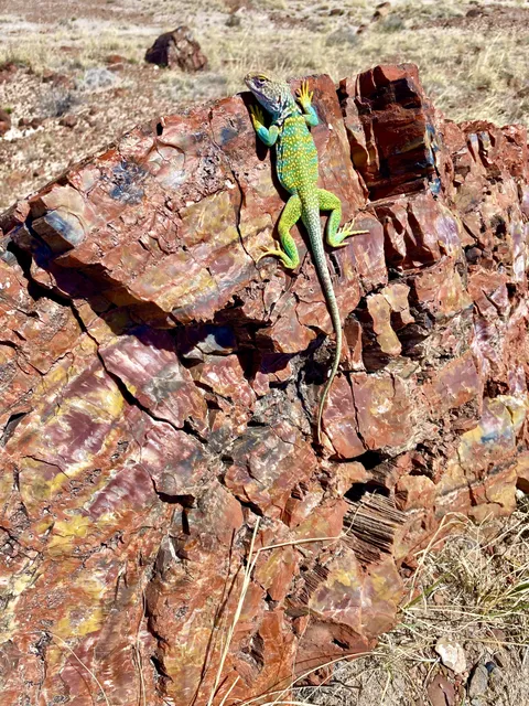 🔥This petrified log was already well over 100 million years old when T Rex roamed the earth. Now a distant relative warms itself upon it