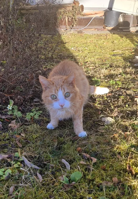 This is my Benni. Tomorrow he will cross the rainbow bridge. He has lived a long beautiful life. If you can, please keep him in your thoughts and wish him a peaceful journey.