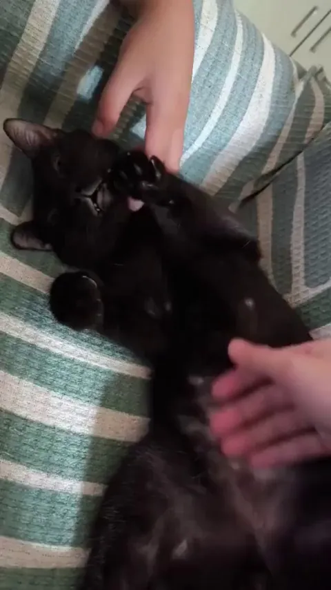 Belly rubs!