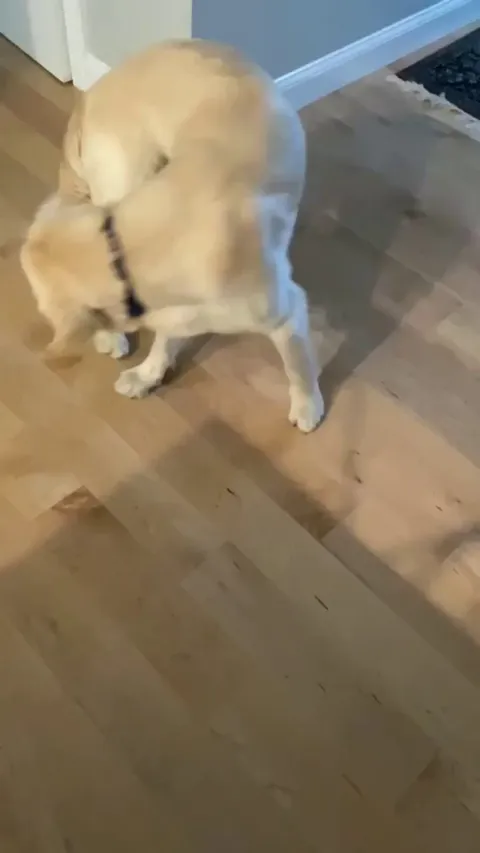 In case you wondered what happens when they catch their tail