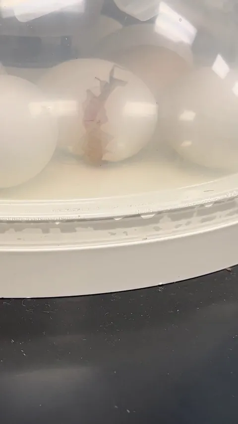 We hatched Trader Joe’s chicken eggs in science class.