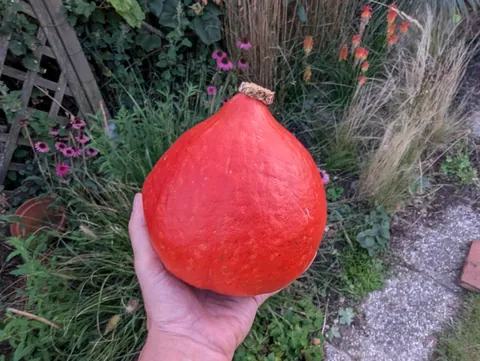Pumpkin soup. Transition from solid to liquid.