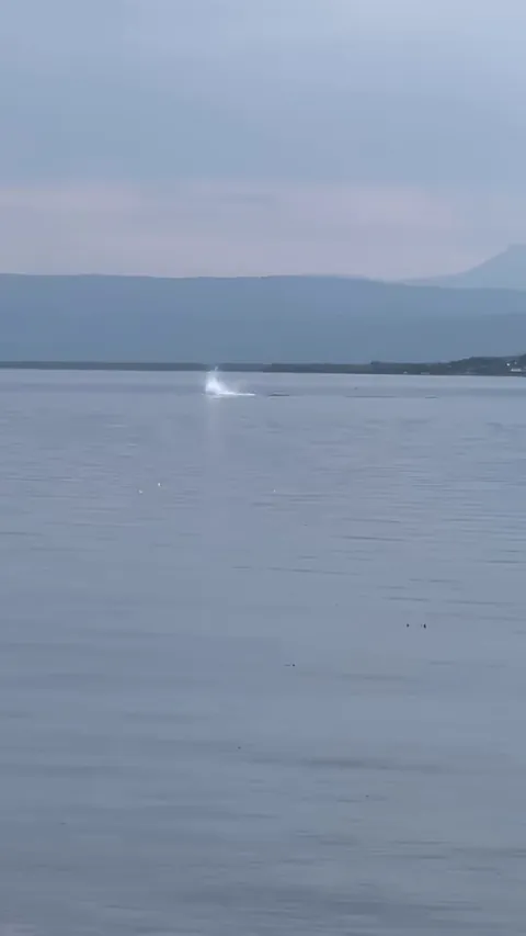 🔥 These atlantic white-sided dolphins showing why they are called "Springer dolphins"