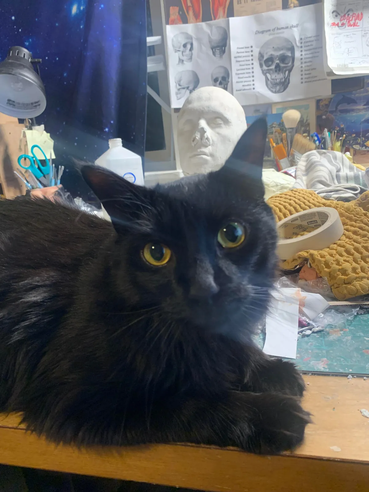 My indoor cat (Ghost) disappeared last night