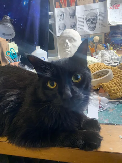 My indoor cat (Ghost) disappeared last night