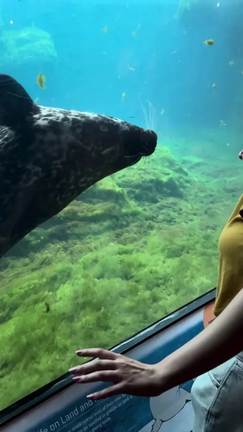 Harbor Seal Playfully Copies Aquarium Guest