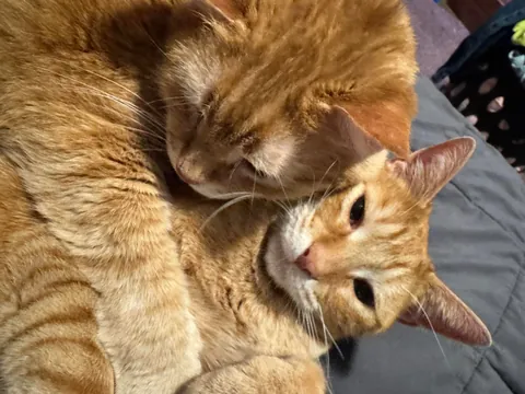 me and my husbands two orange cats (13 &amp; 3) are best buddies