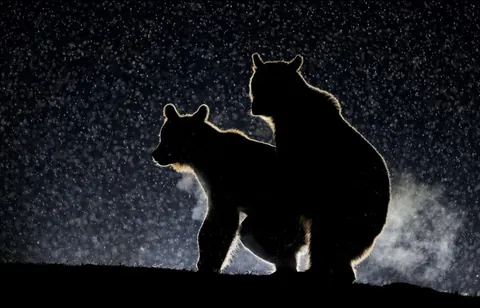 🔥 A collection of the winning photos of the Wildlife Comedy Awards Winners (2017).