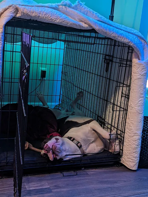 Since everyone loved him so much as a puppy, here he is at least a little grown up